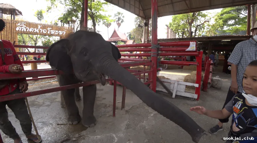 เที่ยวตลาดน้ำอโยธยา วันหยุดสุดฟิน เล่นกับช้างน้อยน่ารักได้ทุกวัน