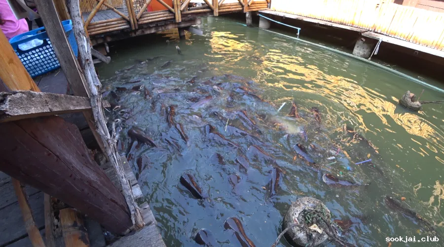 เที่ยวตลาดน้ำอโยธยา วันหยุดสุดฟิน พักเท้าสักครู่ ให้อาหารฝูงปลาที่รอคุณอยู่ที่ตลาดน้ำอโยธยา