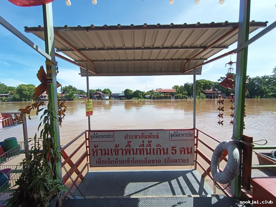 This Holiday in Ayutthaya: Check-in at Wat Tha Ka Rong, the fish feeding point of the temple