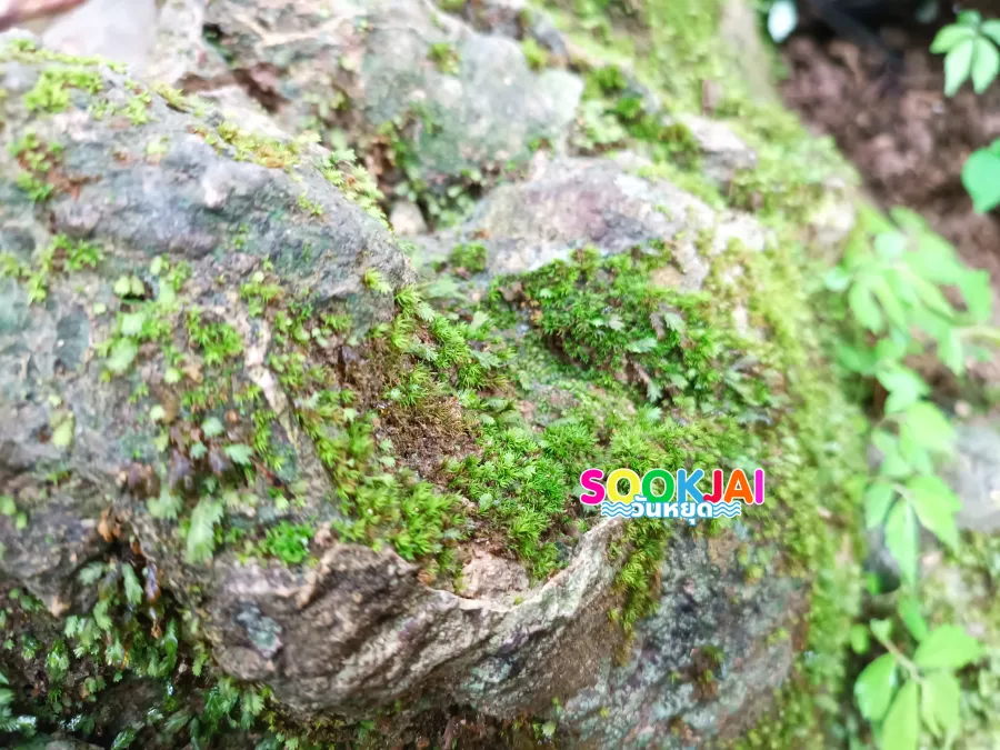 รีวิวน้ำตกเอราวัณ กาญจนบุรี สัมผัสสวรรค์บนดิน 7 ชั้น น้ำใสสีมรกตกลางป่าใหญ่