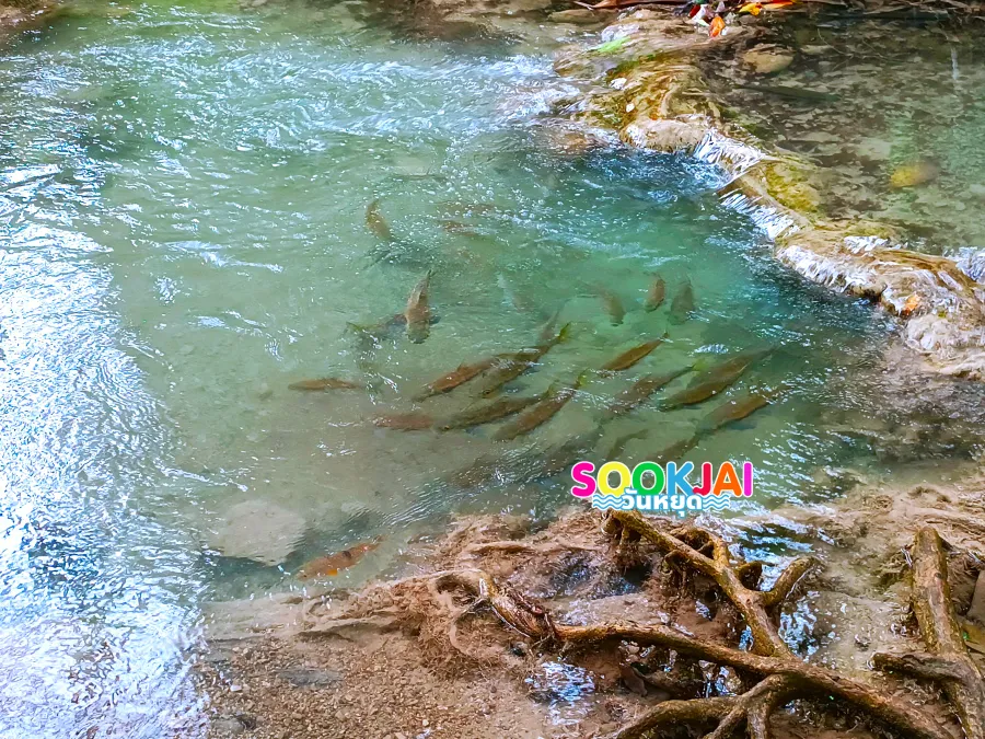 รีวิวน้ำตกเอราวัณ กาญจนบุรี สัมผัสสวรรค์บนดิน 7 ชั้น น้ำใสสีมรกตกลางป่าใหญ่