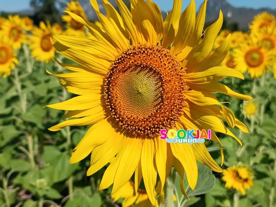 Visit Sunflower Fields in Lopburi: Check-in at 2 Popular Spots, Take Beautiful Photos, Enjoy the Cool Breeze, and Clear Blue Skies Contrasting with Golden Yellow