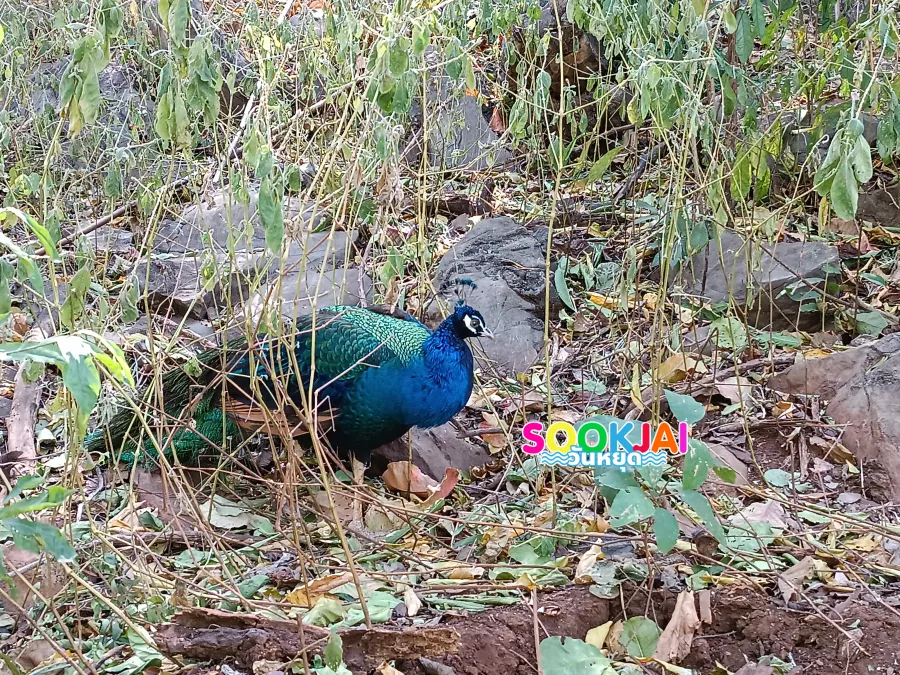 วัดเขาจีนแล