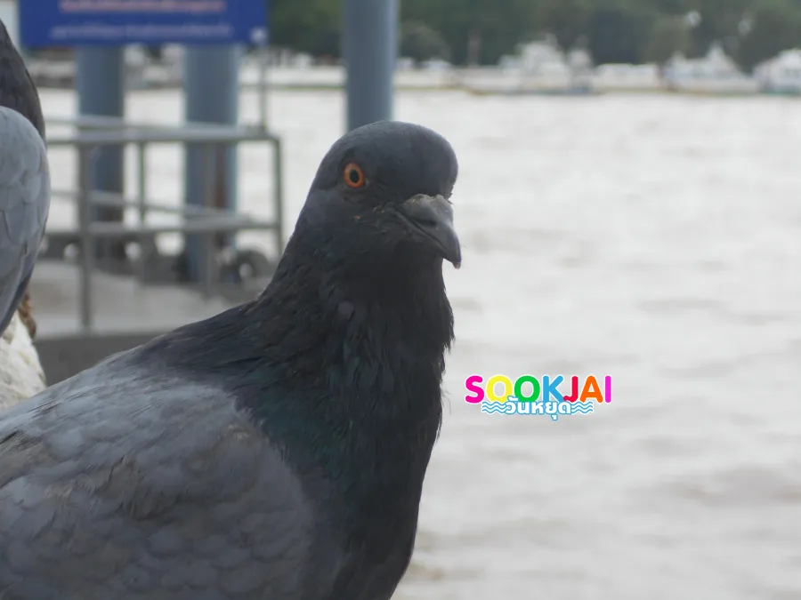 ตามรอยสมเด็จโต 