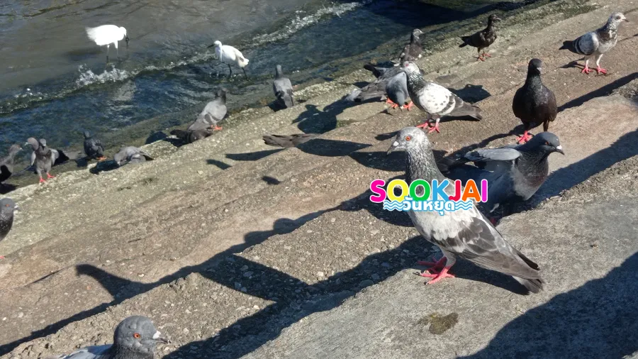 ตามรอยสมเด็จโต 