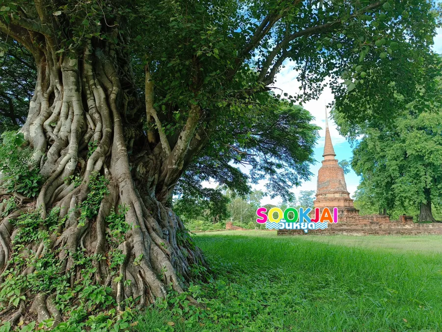 เช็กอิน 