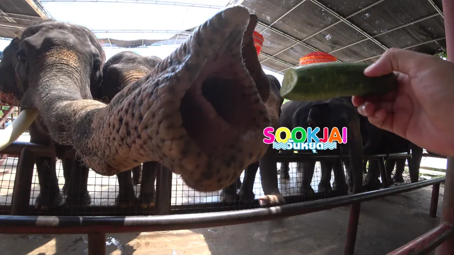 เที่ยว "วังช้างอยุธยา แล เพนียด" สัมผัสวิถีคชสารคู่แผ่นดิน ชมความน่ารักของช้างไทยใจกลางกรุงเก่า