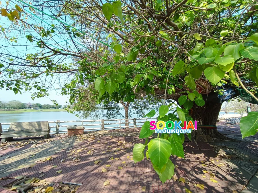 พักผ่อนรับลม 